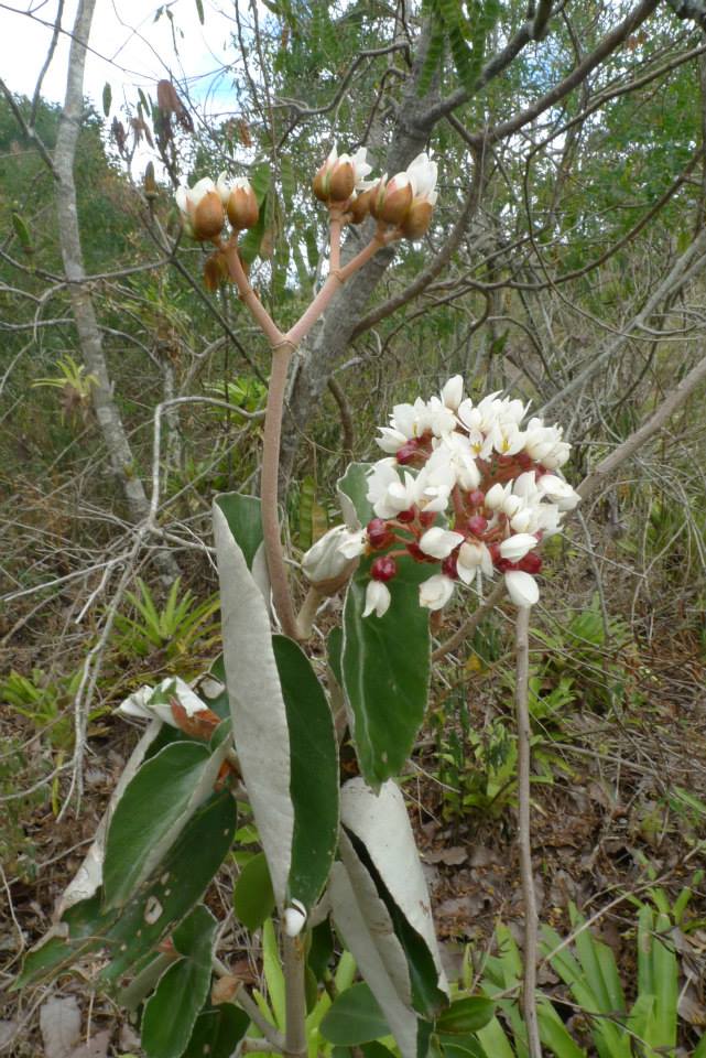 B. albidula